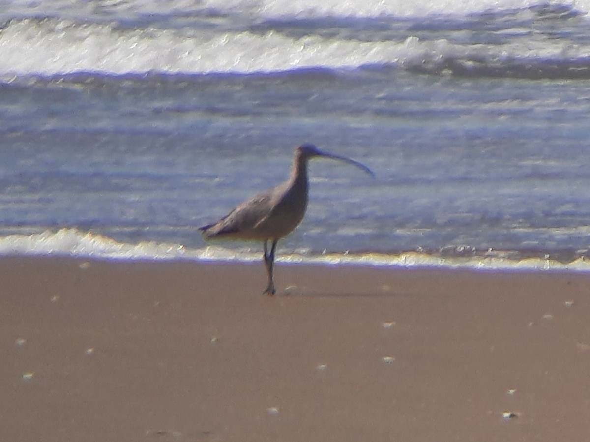 Long-billed Curlew - ML326047731
