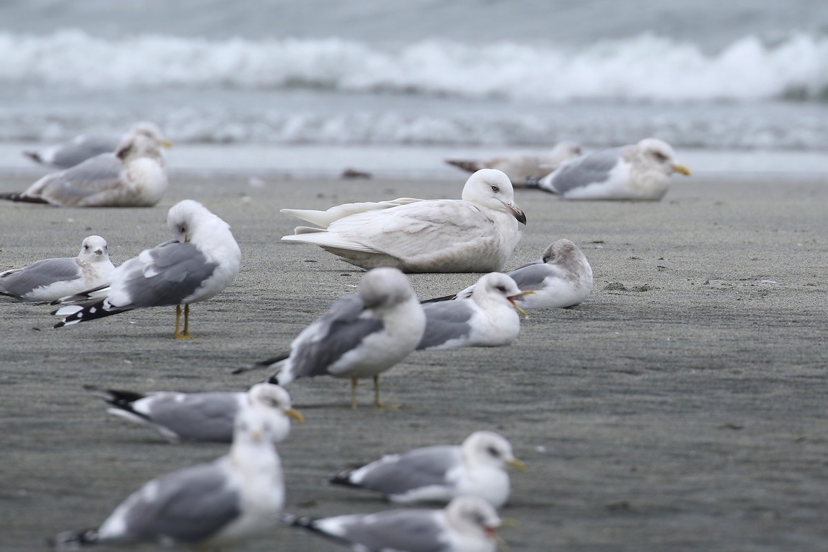 Glaucous Gull - Liam Singh