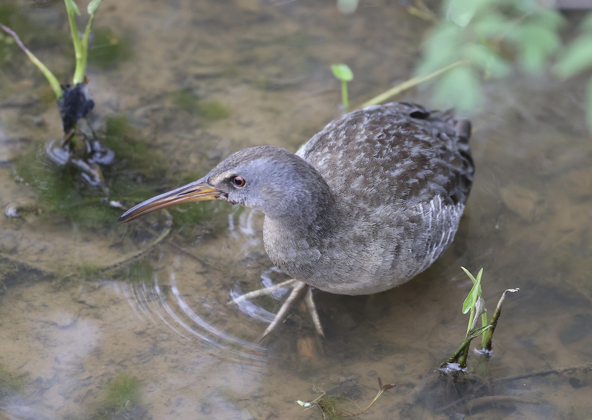 Clapper Rail - ML326049851