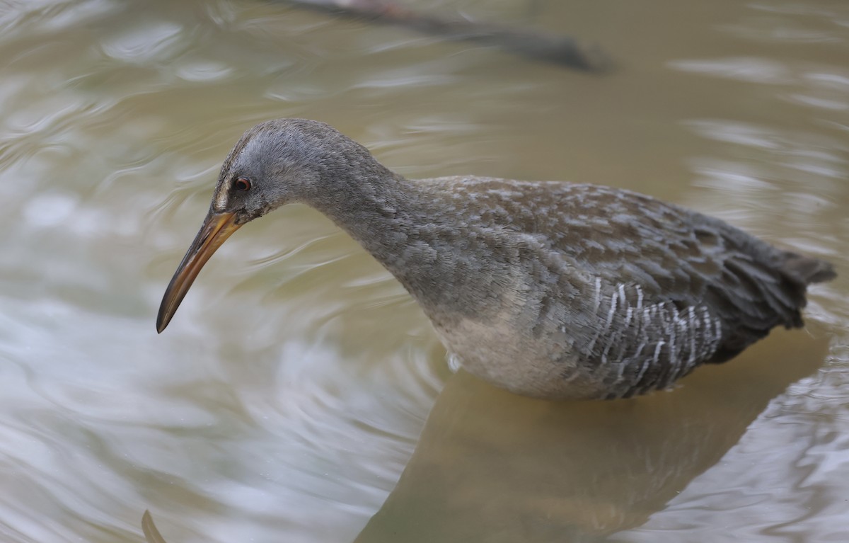 Clapper Rail - ML326049901