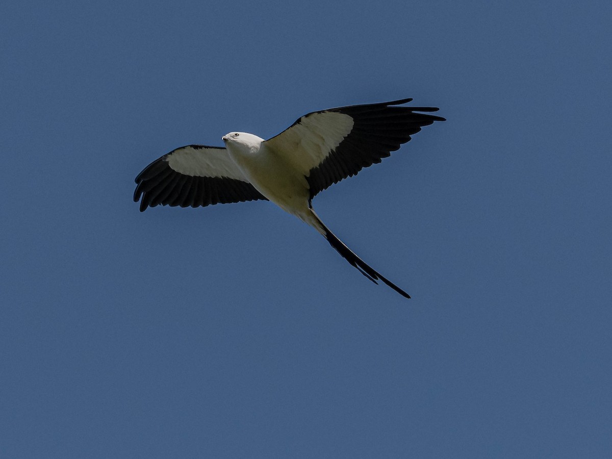 Swallow-tailed Kite - ML326050931