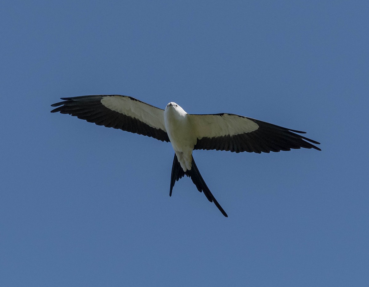 Swallow-tailed Kite - ML326050971