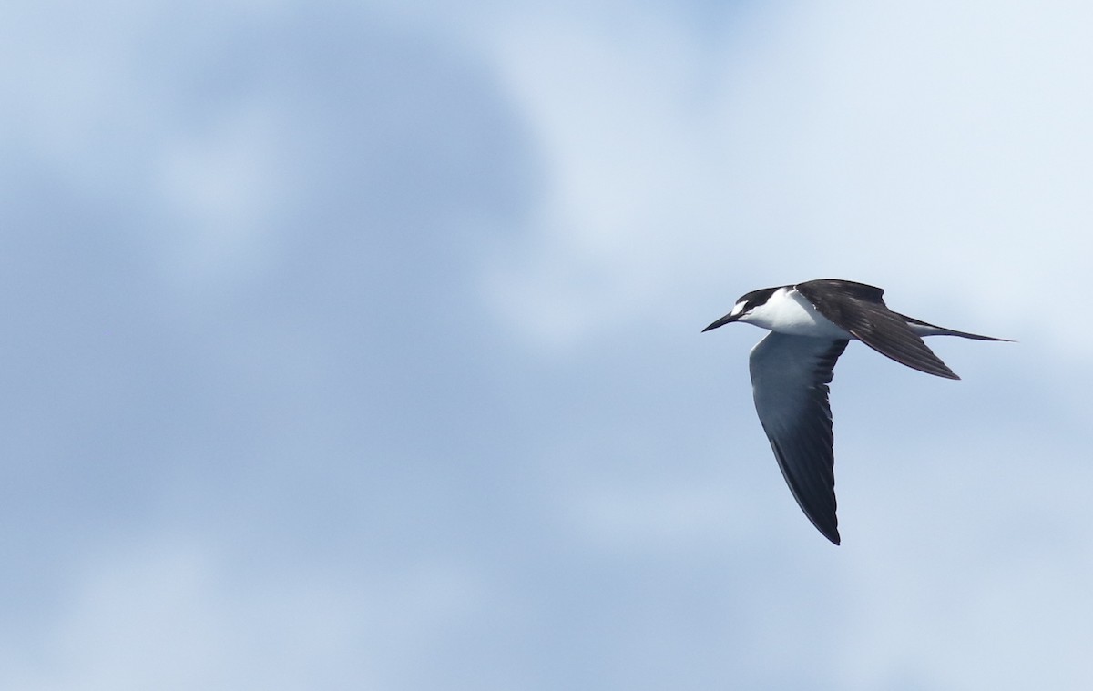 Sooty Tern - Andrew Dreelin