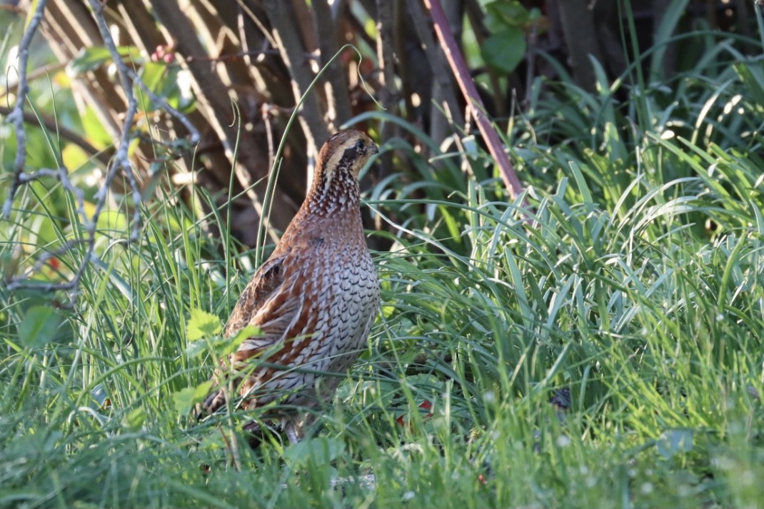 Northern Bobwhite - ML326051421