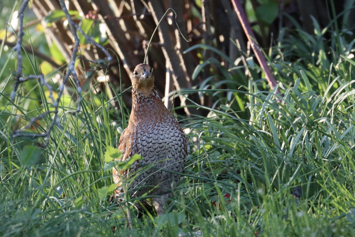 Northern Bobwhite - Joanna Watson