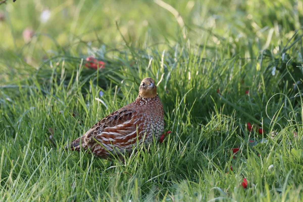 Northern Bobwhite - ML326051481