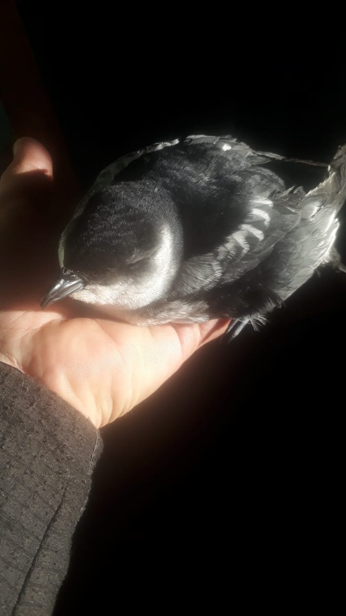 Magellanic Diving-Petrel - Juan Gómez Carrillo