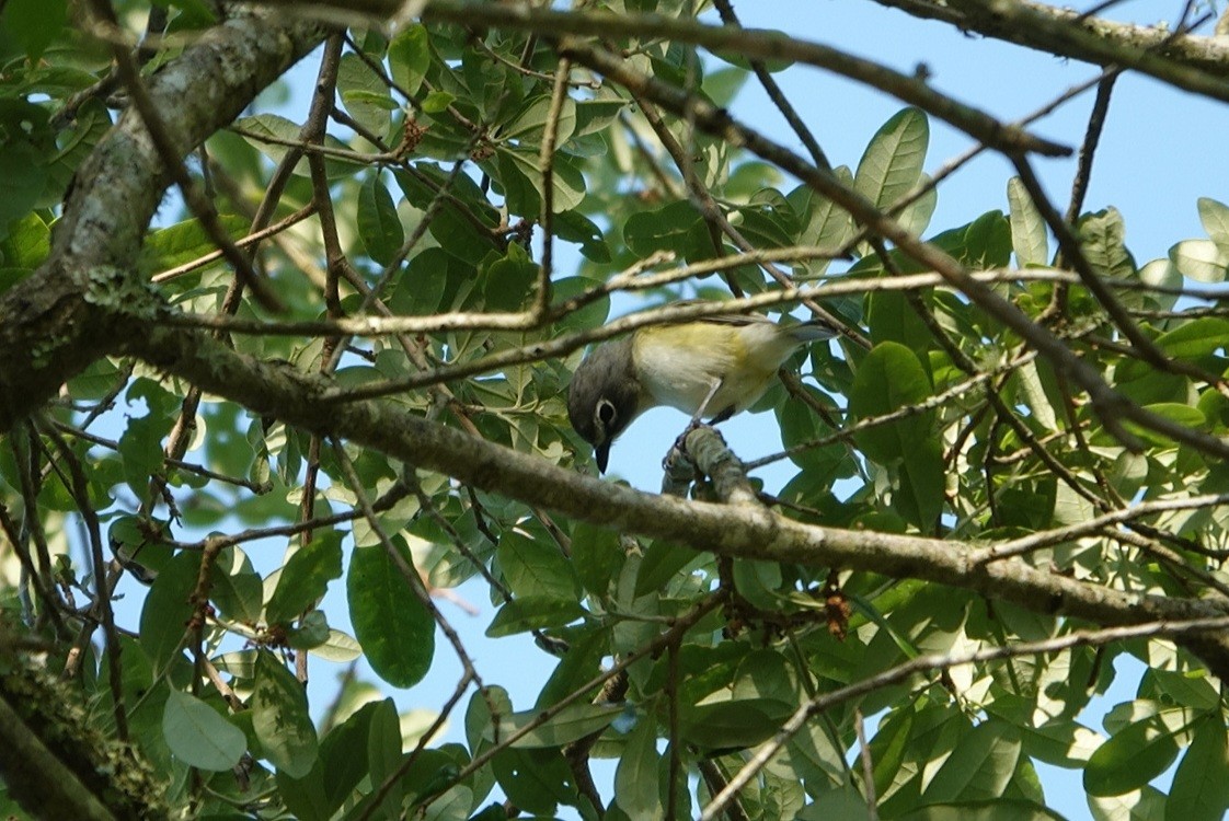 Graukopfvireo - ML326053041