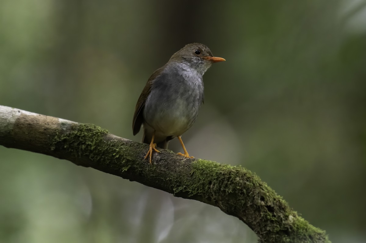 Orange-billed Nightingale-Thrush - Cyril Coomansingh