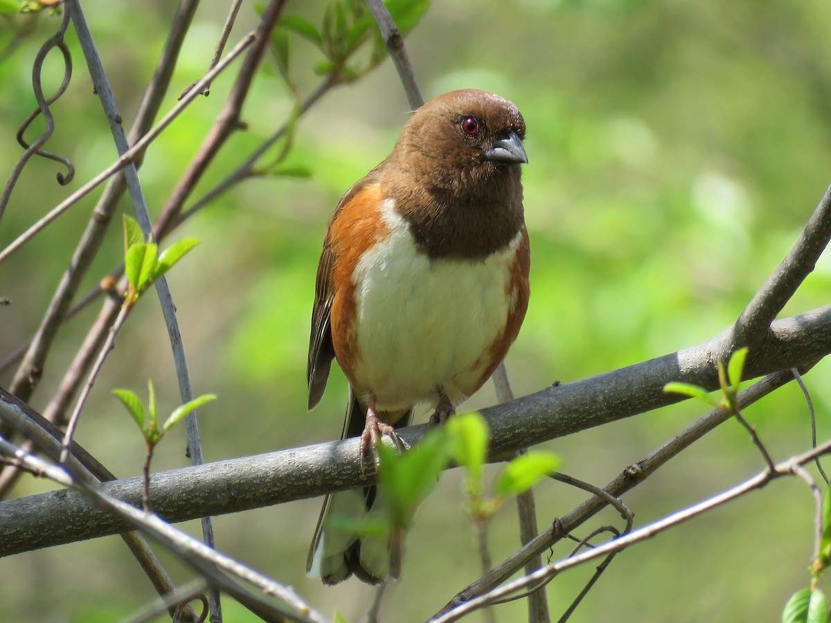 Eastern Towhee - ML326053661