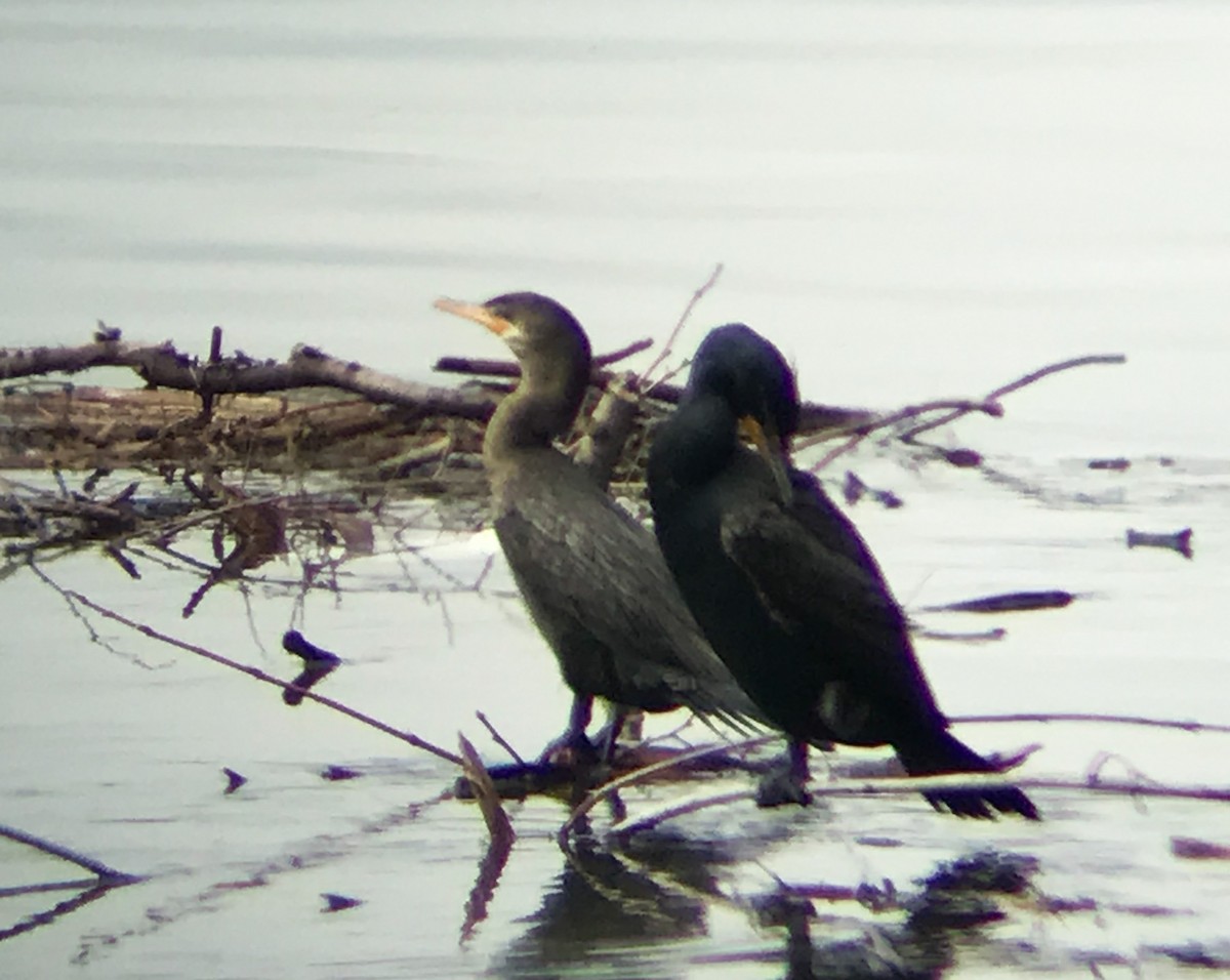 Neotropic Cormorant - Mike Fialkovich