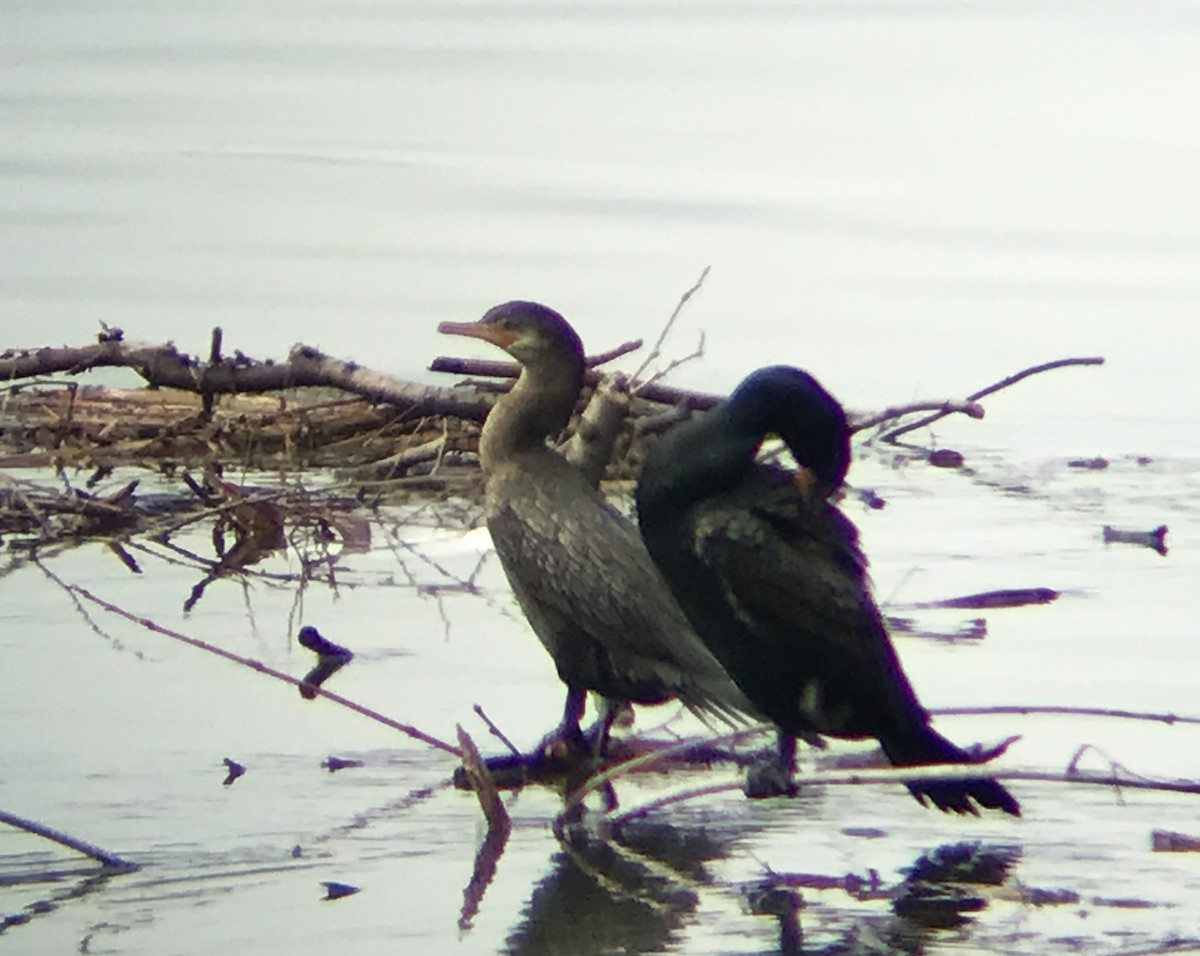 Neotropic Cormorant - Mike Fialkovich