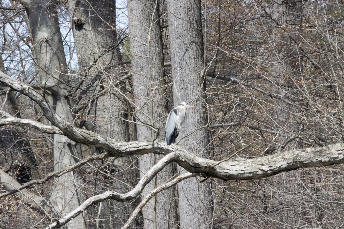 Great Blue Heron - ML326055461