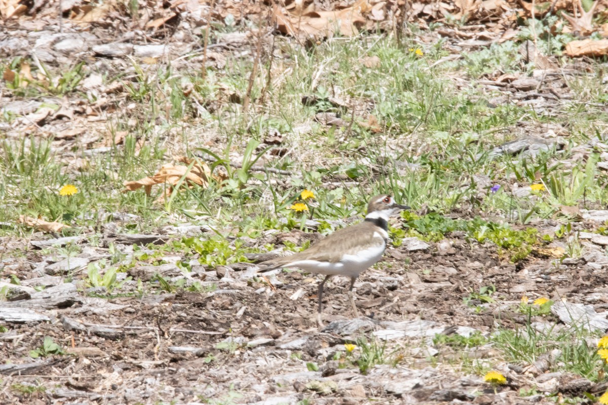 Killdeer - ML326055801