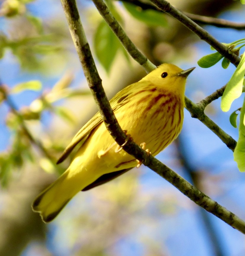 Paruline jaune - ML326056231