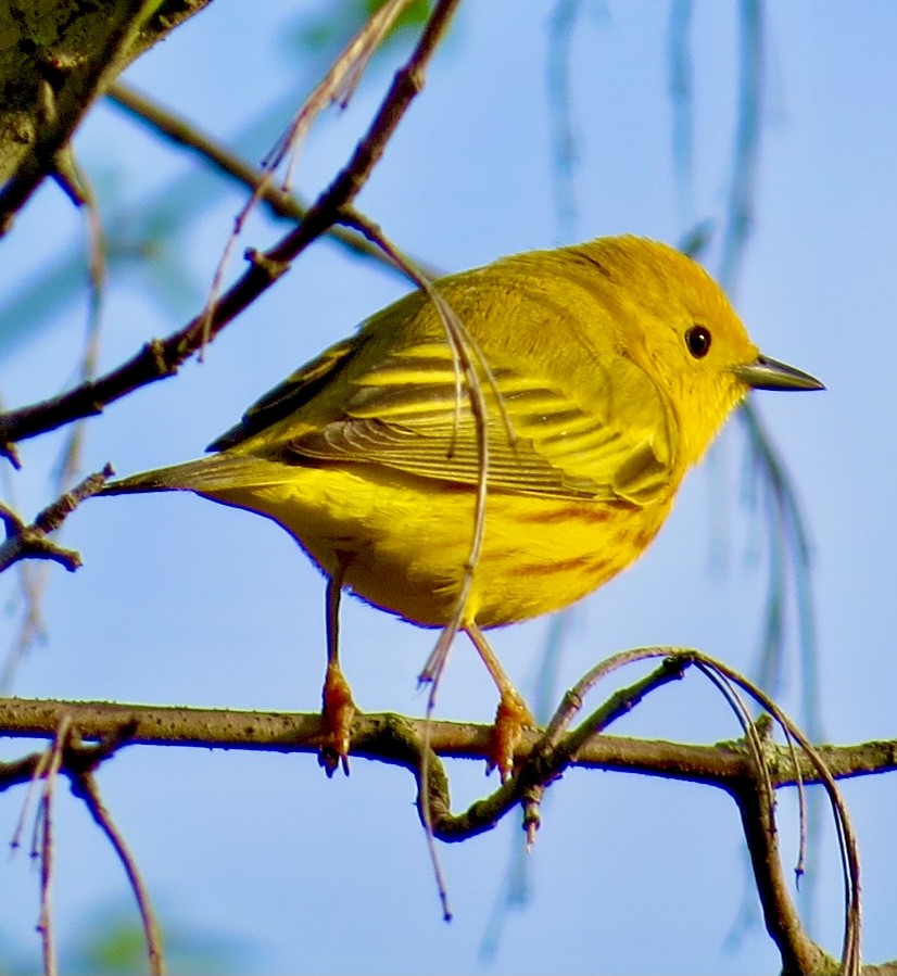 Yellow Warbler - ML326056261