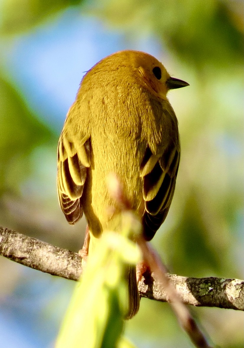 Yellow Warbler - ML326056281