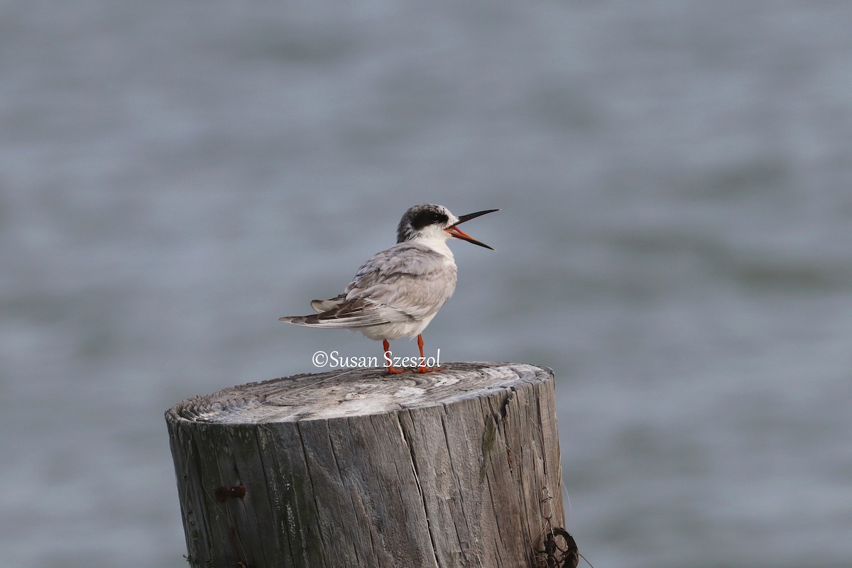 Forster's Tern - ML326056571