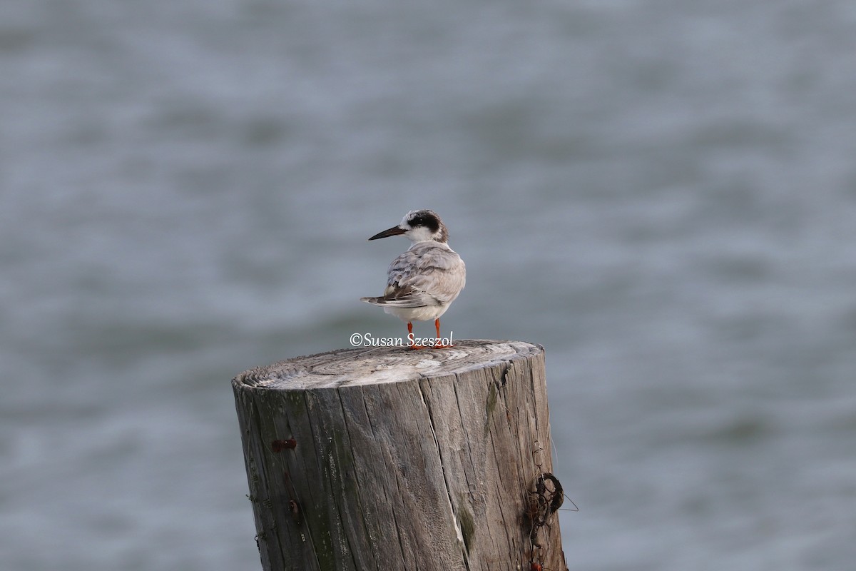 Forster's Tern - ML326056601