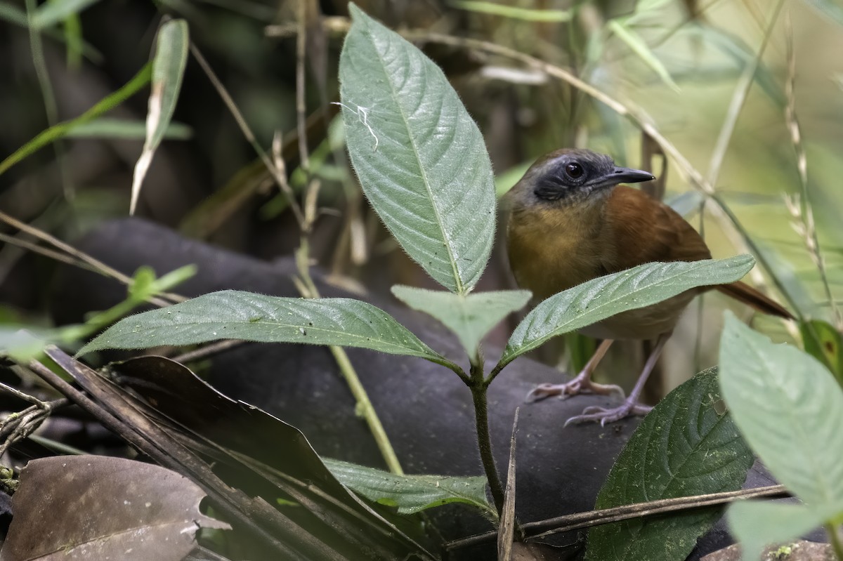 White-bellied Antbird - ML326057191