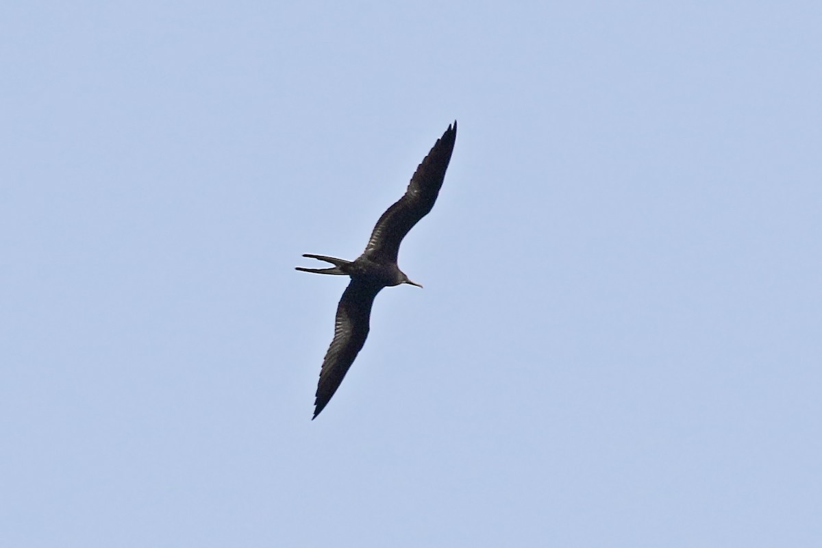 Magnificent Frigatebird - ML326059271