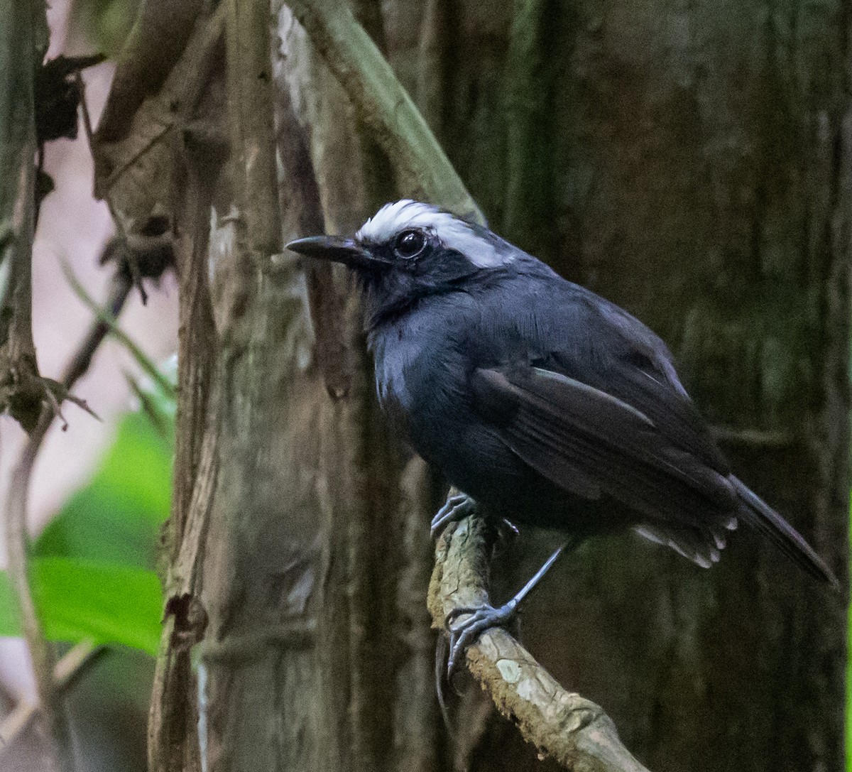 White-browed Antbird - ML326060921