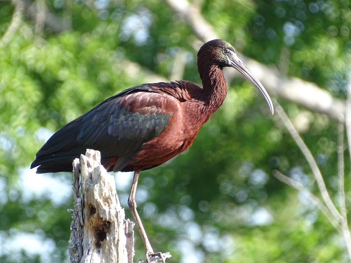 ibis hnědý - ML326061001