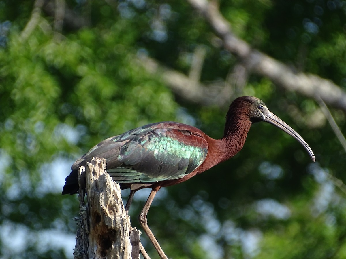 ibis hnědý - ML326061041