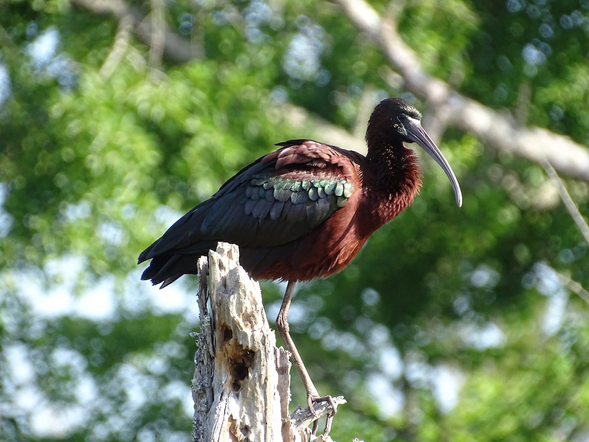 ibis hnědý - ML326061051