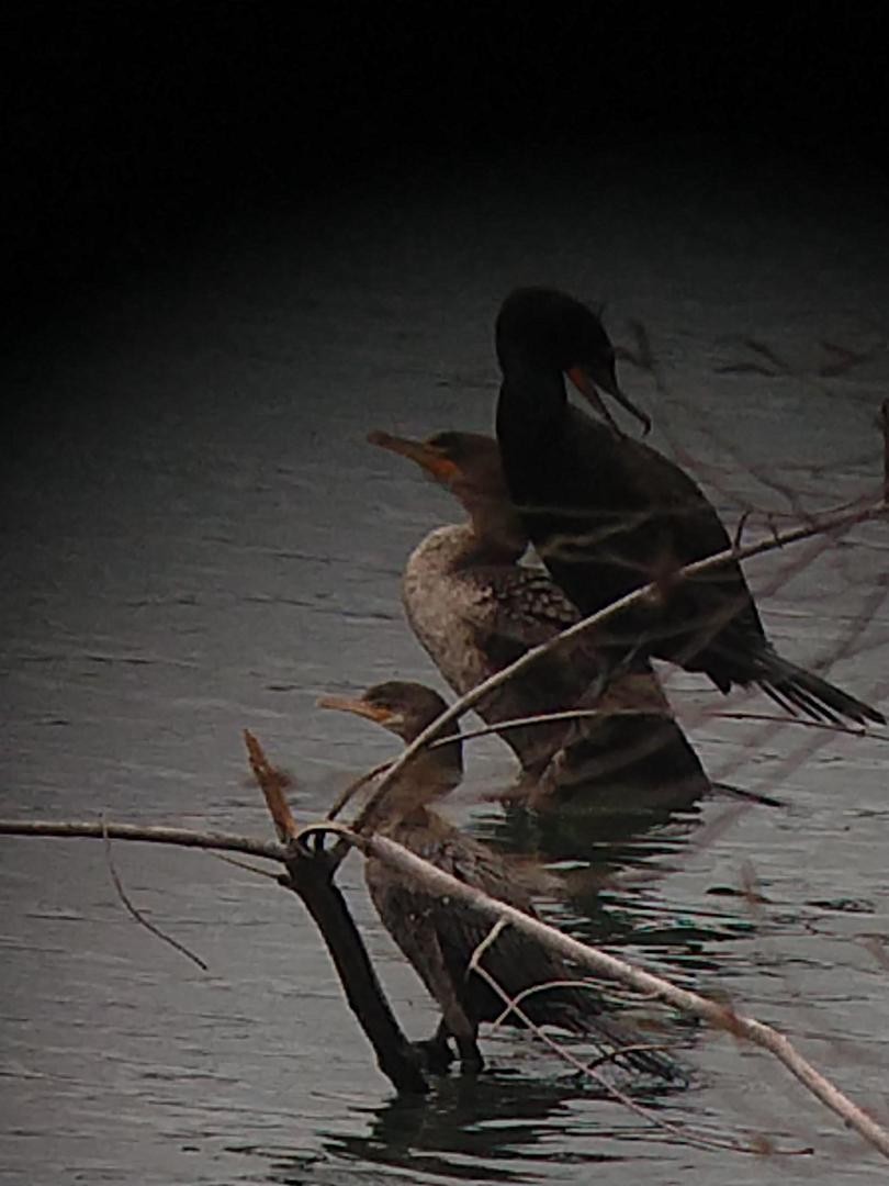 Neotropic Cormorant - ML326062341