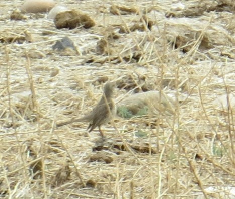 Sage Thrasher - ML326063061