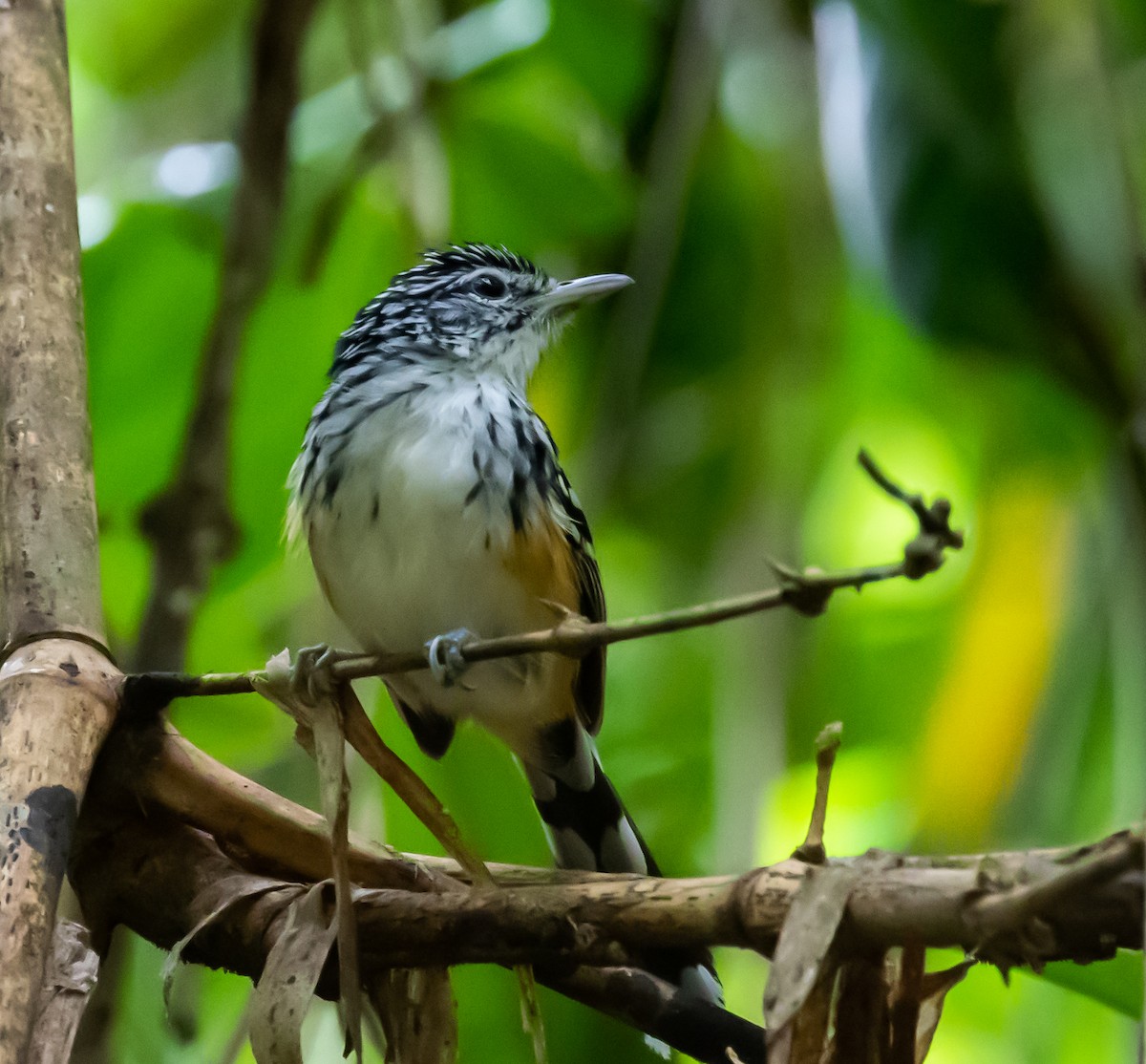 Striated Antbird - Ron Hoff Dollyann Myers