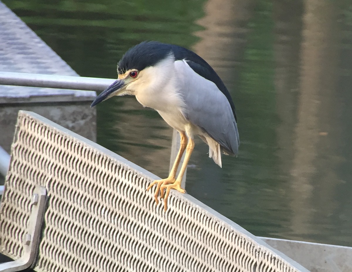 Gece Balıkçılı (nycticorax) - ML32606631