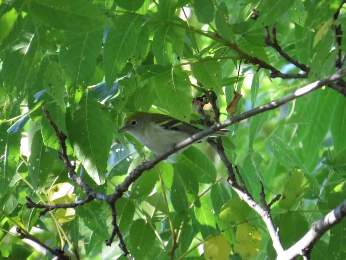 Chestnut-sided Warbler - ML32606941