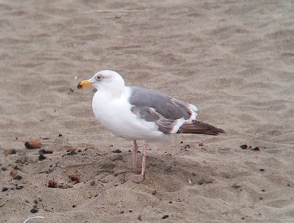 Western Gull - Dave Weber