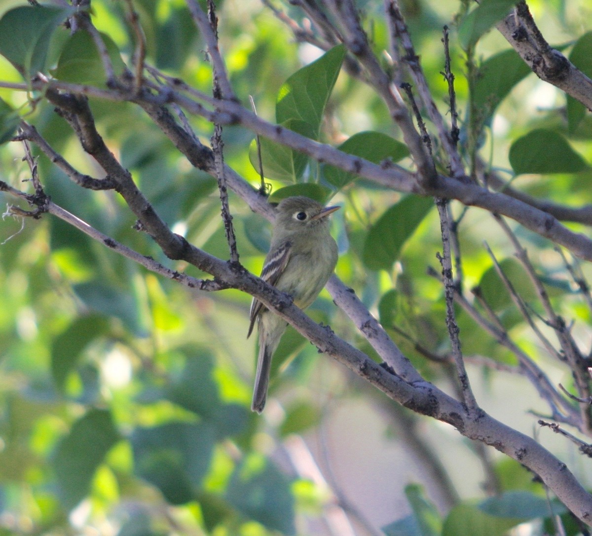 Western Flycatcher (Cordilleran) - Charlie Plimpton