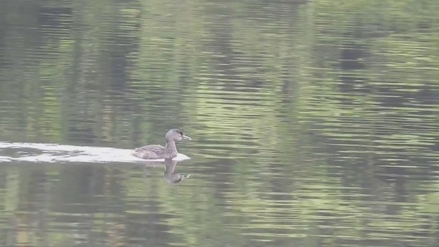 Least Grebe - ML326072651