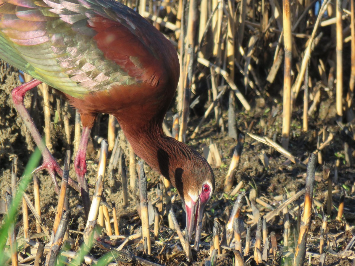 White-faced Ibis - Keith Leonard