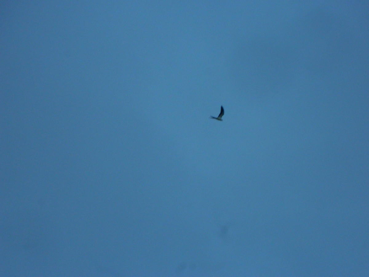 Swallow-tailed Kite - ML326077881