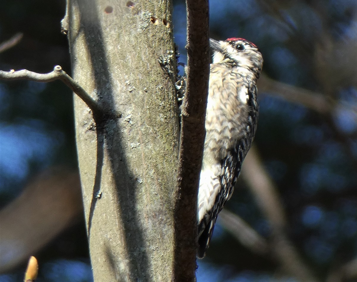 Yellow-bellied Sapsucker - ML326078781