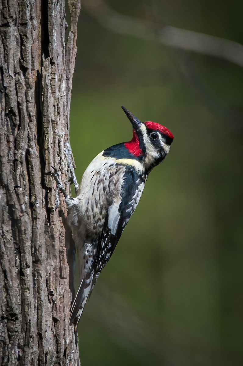 Yellow-bellied Sapsucker - ML326079041