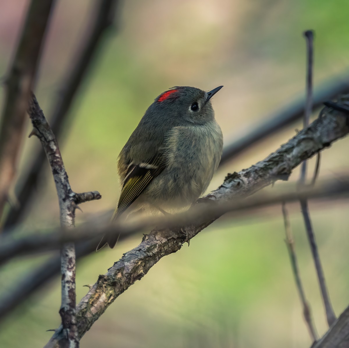 Ruby-crowned Kinglet - ML326079521