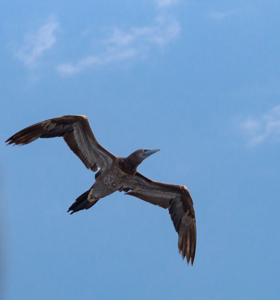 Brown Booby - ML326079541