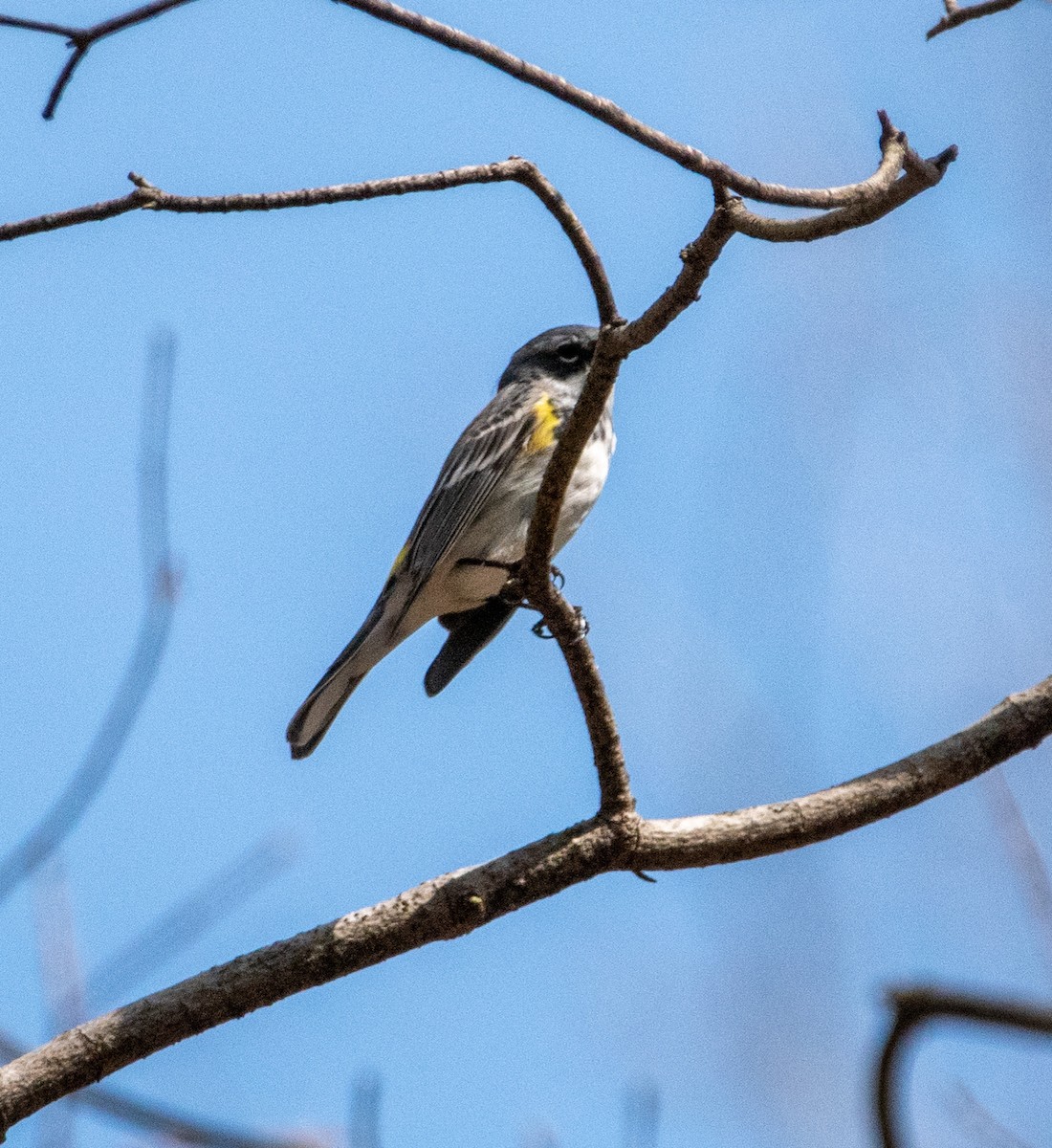 Yellow-rumped Warbler - ML326079581