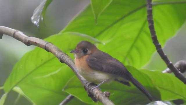 Sulphur-rumped Flycatcher - ML326080301