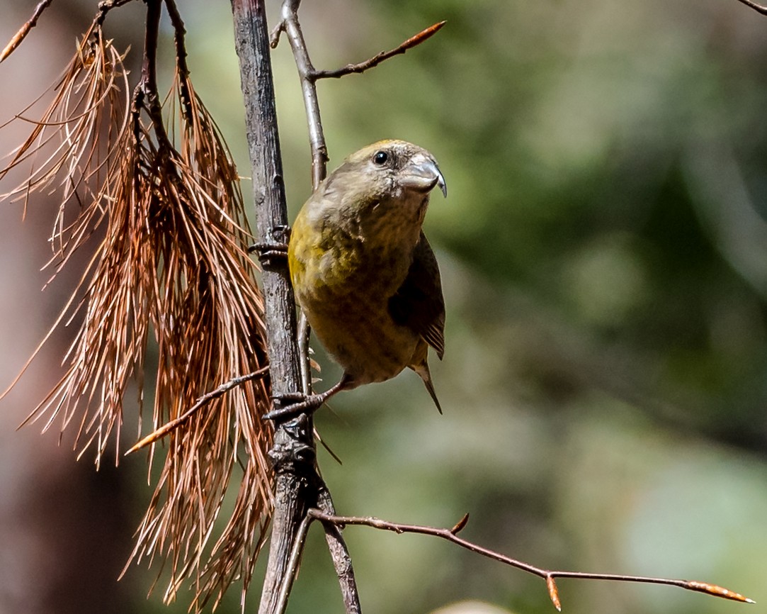 Red Crossbill - ML326081121