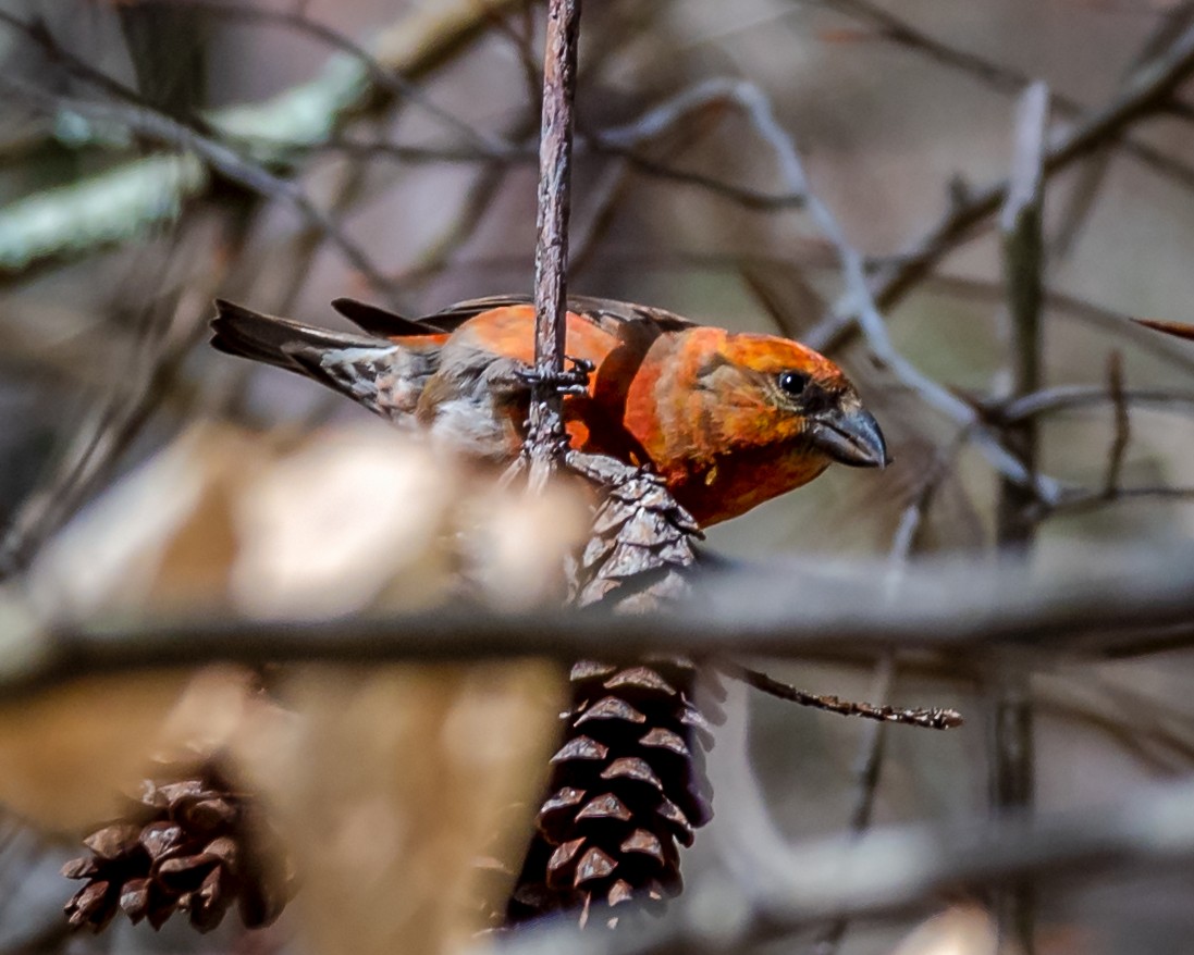 Red Crossbill - ML326081131