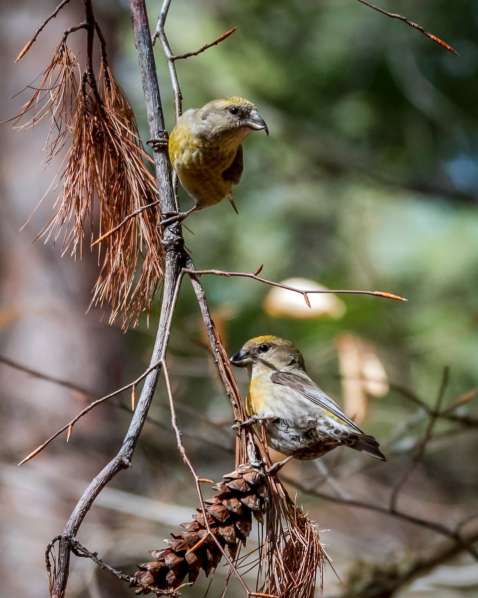 Red Crossbill - ML326081141