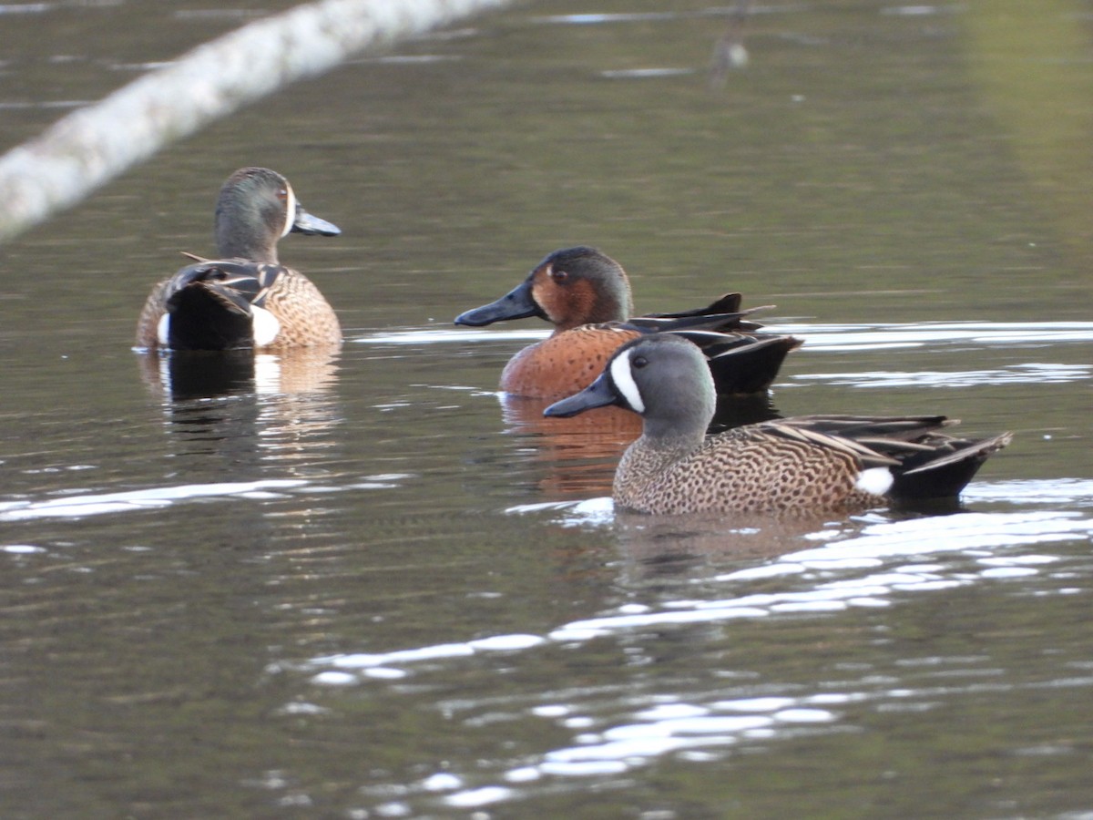 Blue-winged x Cinnamon Teal (hybrid) - ML326081621