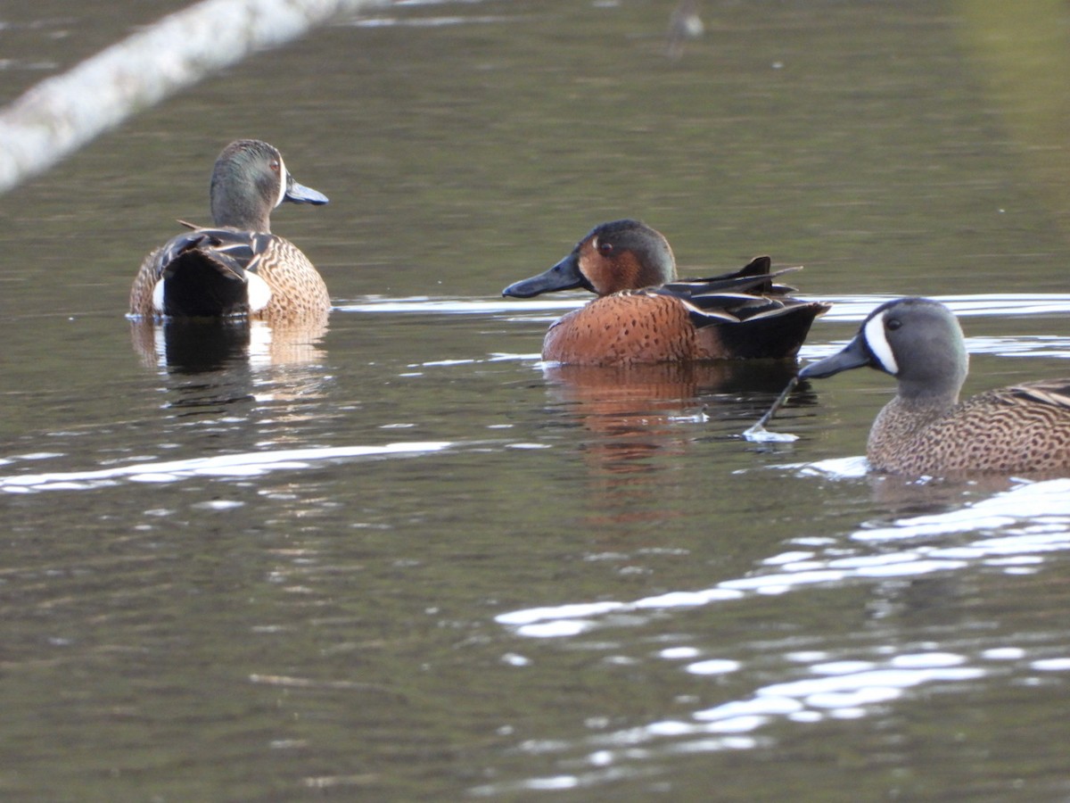Blue-winged x Cinnamon Teal (hybrid) - ML326081631